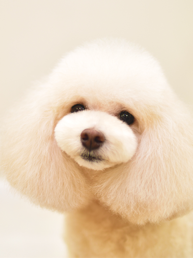 ペットサロン Toutou Blanc