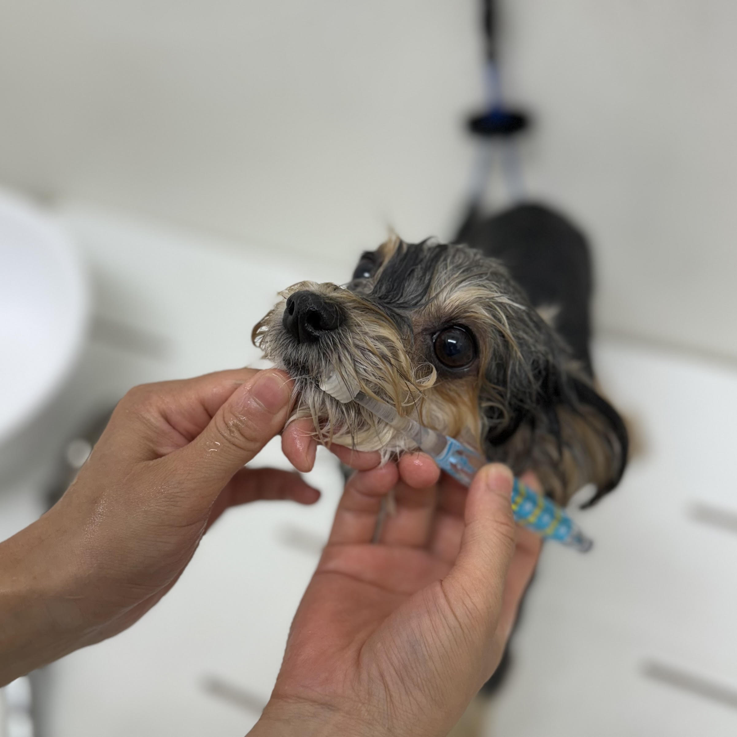 -デンタルケアで健康を守ろう!-